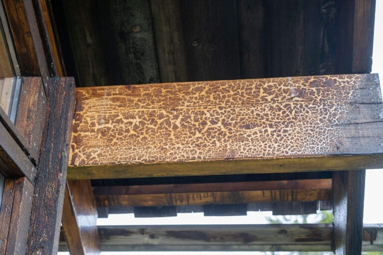 {acf_sh_galleri_sh_galleri_tittel}